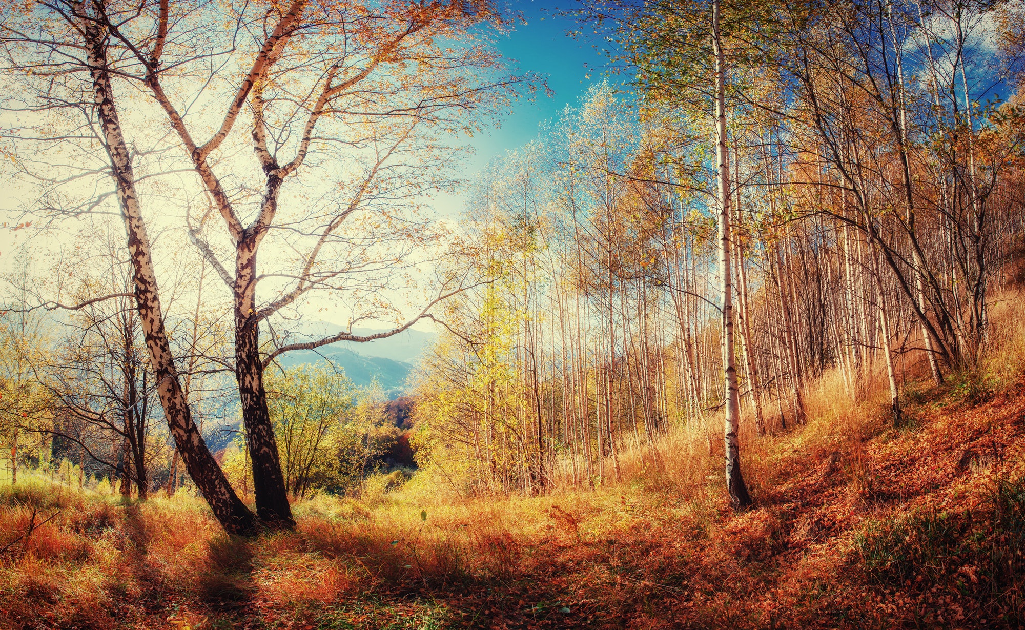 Forest Road in the autumn. Landscape. Ukraine. Europe
